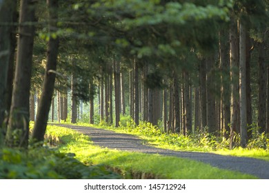 Green forest path