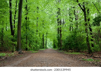 Green forest with a path