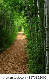 Green forest path with birch trees