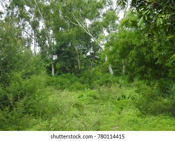 Green Forest path covered with trees and grass. Beautiful Way in Jungle.