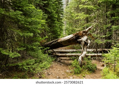 green forest path fallen tree blocked the road