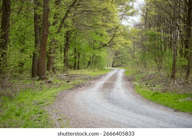Green Forest Path in Spring