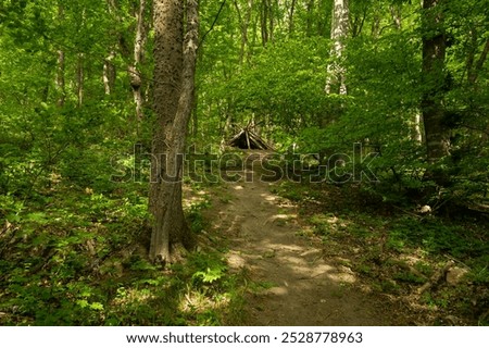 Green forest path trees hut. A mysterious summer forest with a makeshift log hut. The concept of tourism, outdoor activities, and forest travel. Atmospheric mysterious mood. Tourist parking rest