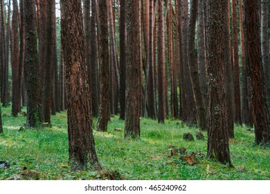 
green forest with pine trees