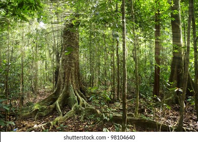 Amazon Rainforest Trees Hd Stock Images Shutterstock
