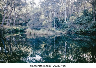 green forest with reflection in lake 