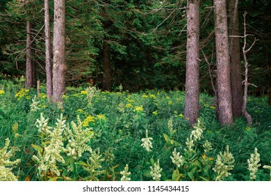 Green Forest In Rogla, Northeast Slovenia 