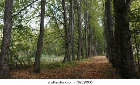 Green forest in Russia Moscow
