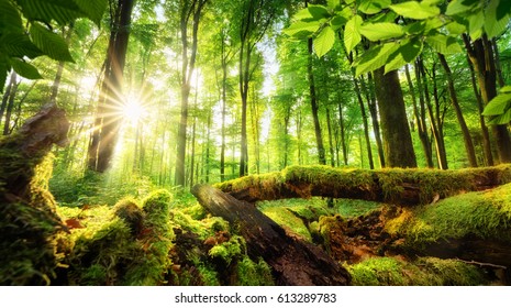 Green forest scenery with the sun casting beautiful rays through the foliage, mossy lumber in the foreground - Shutterstock ID 613289783