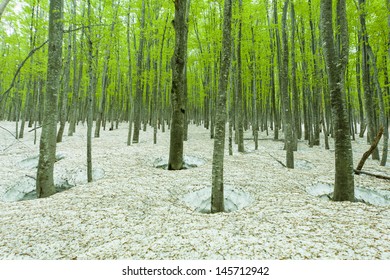 Green Forest With Snowpack