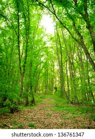 Green forest, spring time