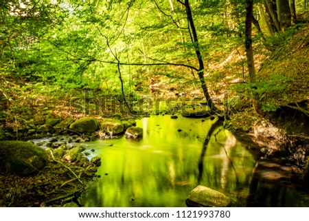 Green forest in the summer reflecting colors in a rive