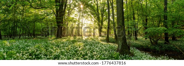 Green forest in summer at sunrise. Panorama\
of a secluded glade with sun rays shining onto a sea of ramsons.\
White bear\'s garlic flowers in tree\
shade.