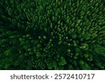 Green forest in summer with a view from above.Spring birch groves with beautiful texture.	
