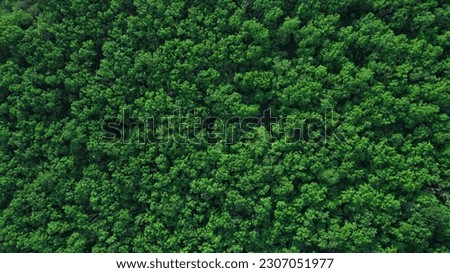 Green forest in summer with a view from above.Spring birch groves with beautiful texture.	