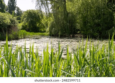 Green forest swamp, overgrown lake, swamp morass in national park, peaceful swamp, vibrant foliage, natural beauty, serene environment, aquatic plants, reflecting water, lush greenery, summer day - Powered by Shutterstock