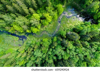 Green Forest, Swamp And Small River Captured From Above With A Drone.