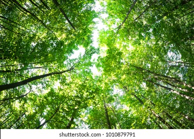 Green forest. Tree with green Leaves and sun light. Bottom view background - Shutterstock ID 1010879791