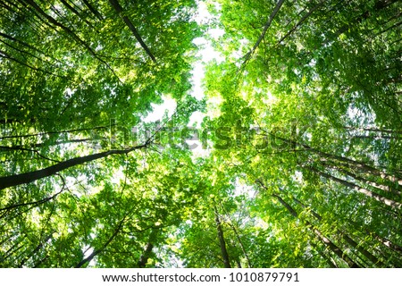 Green forest. Tree with green Leaves and sun light. Bottom view background