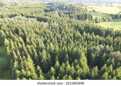 Green Forest Tree Tops Birds Eye View - Green Landscape Aerial View - Forestry Aerial Photo