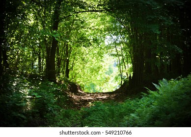 Green forest tunnel.