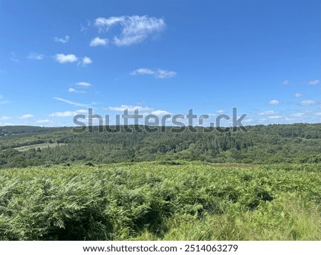 Similar – Image, Stock Photo Sky with little clouds and 2 different trees, bare and spring greenery
