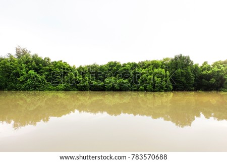 The green forest in the water, Mangroves tree background, Beautiful shadow of green tree on river, Green leaves bush with reflected shadow, Nature tree with bright sun light and clear sky background