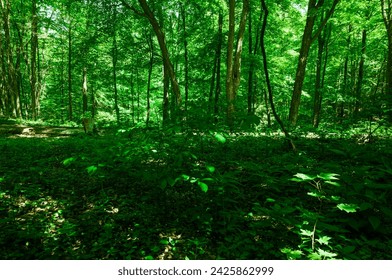 Green Forest will fallen trees