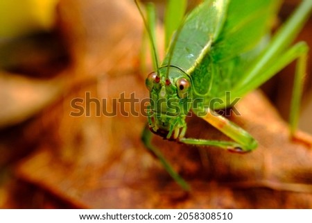 Green Fork-Tailed Bush Katydid exploring making a tough decision