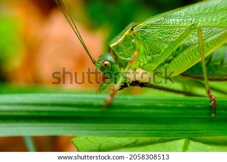 Green Fork-Tailed Bush Katydid exploring natural habitat