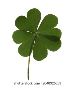 457 Real four leaf clovers Images, Stock Photos & Vectors | Shutterstock