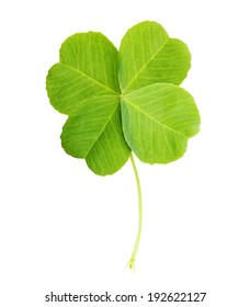 Green Four-leaf Clover Leaf Isolated On White Background.