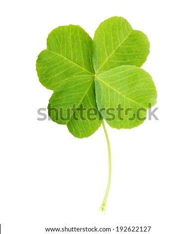 Green four-leaf clover leaf isolated on white background.