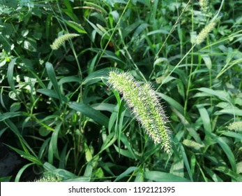 Green Foxtail, Green Bristlegrass, Setaria Viridis  And wild Foxtail Millet. 