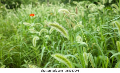 Green Foxtail Weeds In Nature.