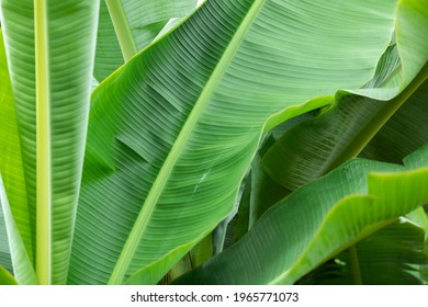 Green  Frame background of broad leafs of banana plantation tree in tropical Zone of Colombia. 