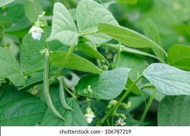 Green french beans plant in vegetables garden