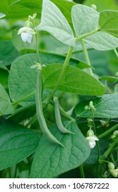 Green French Beans Plant In Vegetables Garden