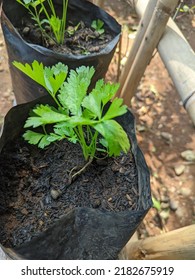 Green And Fresh Apium Graveolens Plant