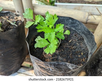 Green And Fresh Apium Graveolens Plant