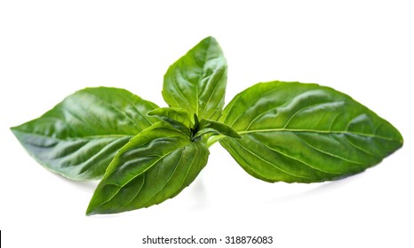 Green Fresh Basil Isolated In White