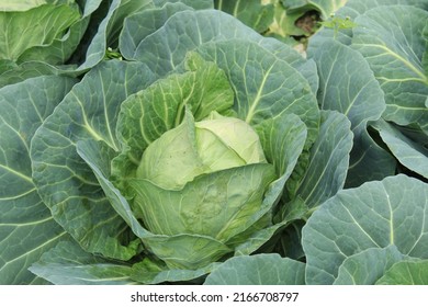 Green fresh Cabbage closeup view with green leaves on a farm.