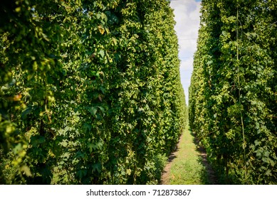 Green Fresh Cones Of Hops On The Field