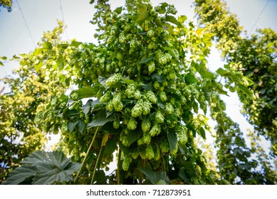 Green Fresh Cones Of Hops On The Field