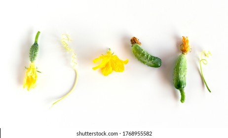 cucumber flower design