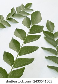 green and fresh curry leaves with white background in selective focus
