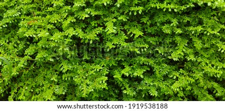 Similar – Kleine grüne Blätter in Hecke Wand Textur Hintergrund. Closeup grüne Hecke Pflanze im Garten. Eco immergrüne Hecke Wand. Natürliche Kulisse. Schönheit in der Natur. Grüne Blätter mit natürlichen Muster Tapete.