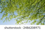 Green Fresh Foliage Of Old Tall Trees Growing In Forest. Sun Through Leaves Of A Tree. Green Spring Birch Leaves Art Bright Relax. Sunny Summer Day.
