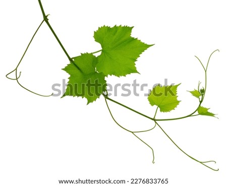 Green fresh grape leaf. Grape leaves vine branch with tendrils and young leaves. Small grape branch with green leaves. Isolated without shadow. Fresh young vine leaves. Spring. Summer.
