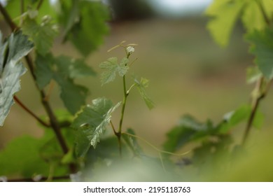 Green Fresh Grape Leaf With Tendrils And Young Leaves. Small Grape Branch With Green Leaves. Fresh Young Vine Leaves. Grape Bush In Soil. Autumn Magic. Plantation Of Grape-bearing Vines.